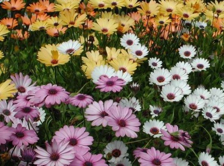 Different types of African daisies, including the types of daisies you can find in this region.