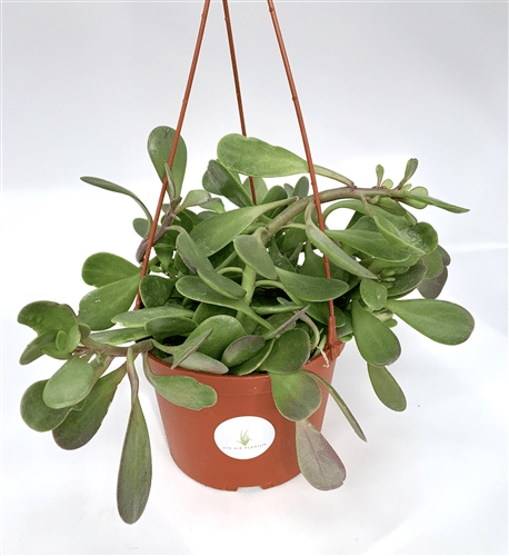 A peperomia rotundifolia 'Trailing Jade' plant