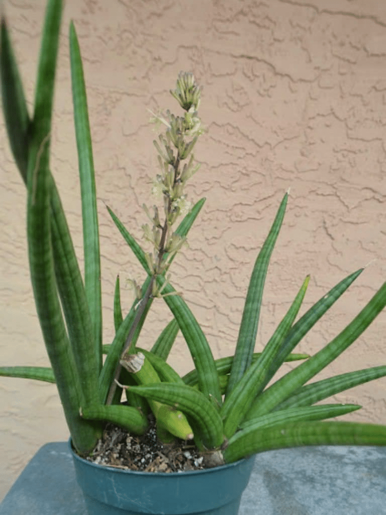 A rare and exotic Sansevieria variety with flower