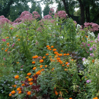 12 Perennials That Bloom All Summer for a Perfect Garden