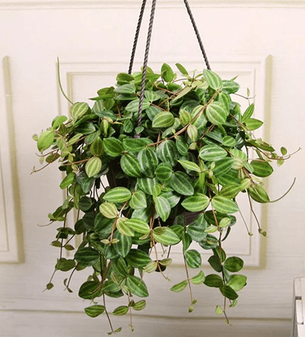 A peperomia plant in a hanging basket