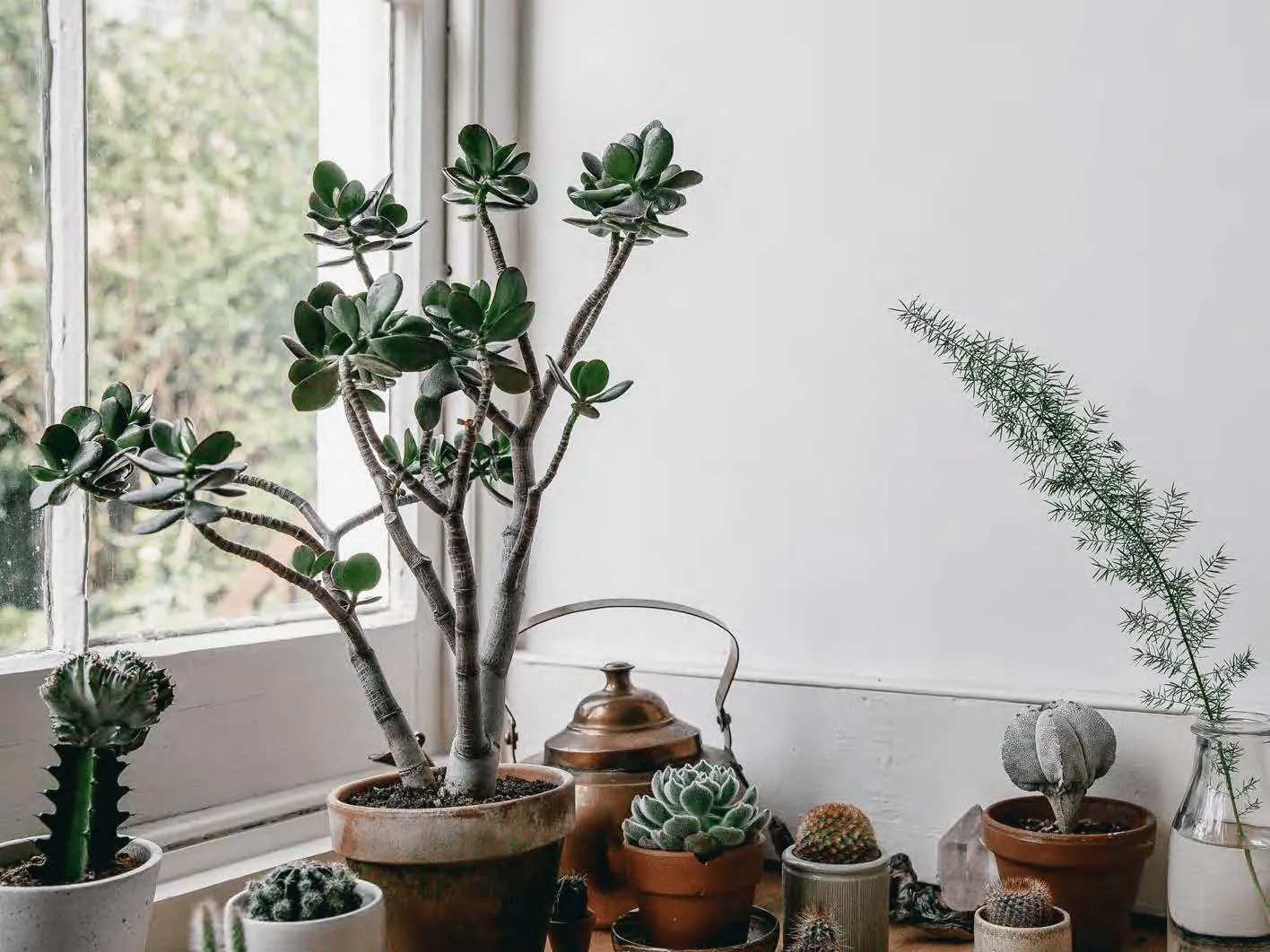 Variety of tall succulents in indoor window