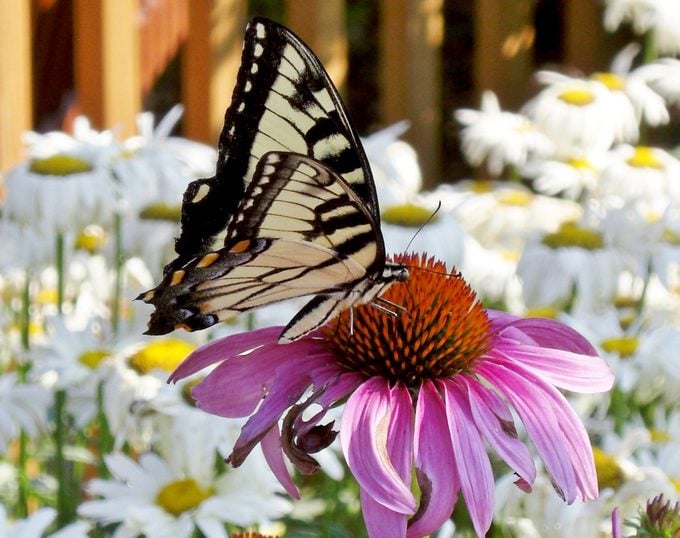A variety of Daisies that attract butterflies