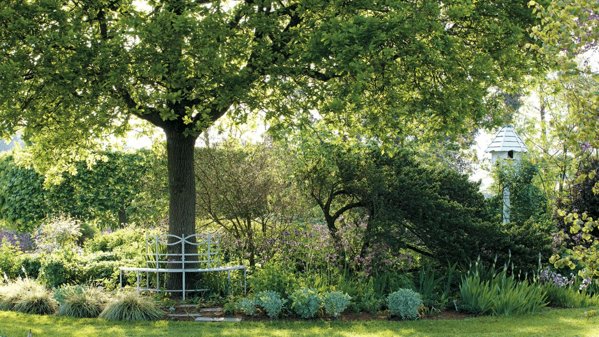 Deciduous trees shading a garden