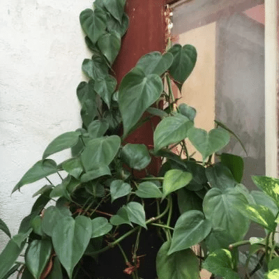 A philodendron mamei with young leaves