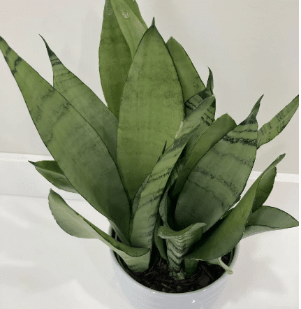 Moonshine sansevieria with drought-tolerant properties