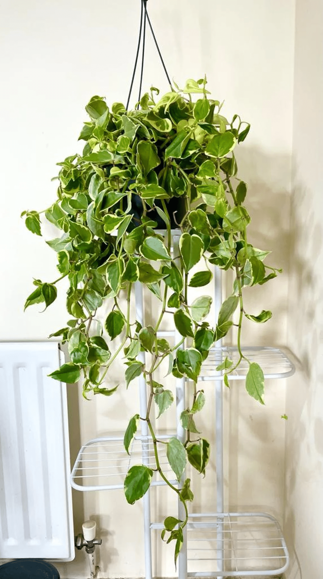 A peperomia scandens plant with trailing peperomia plant leaves in hanging basket