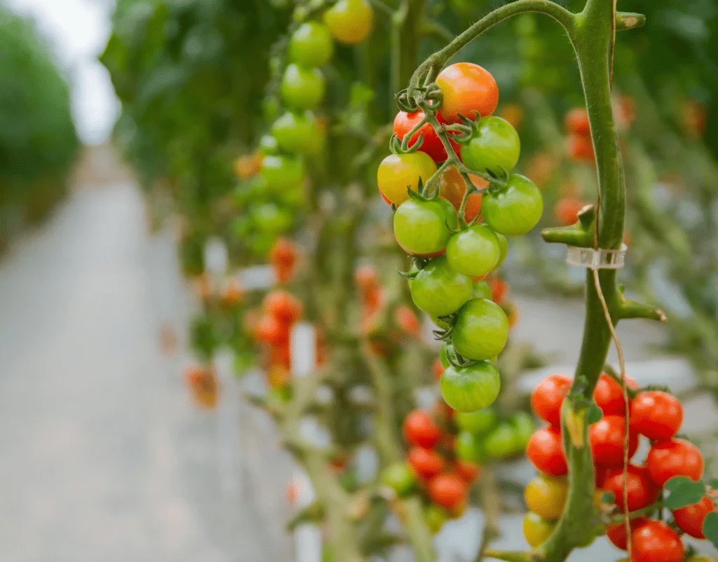 Healthy hydroponic tomatoes growing in a nutrient-rich solution