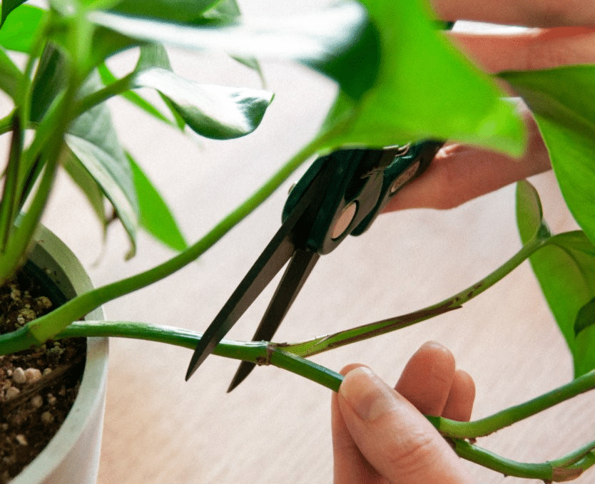 Plant cutting to put in root hormone