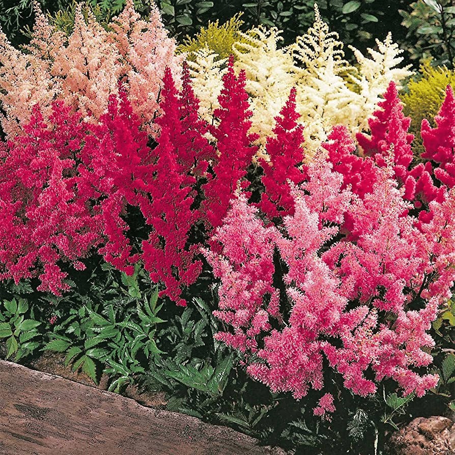 Colorful Astilbe plants