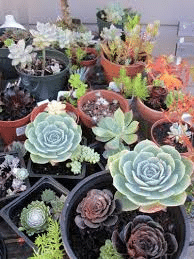 A variety of low light succulents in a pot with bright indirect light and stunning display