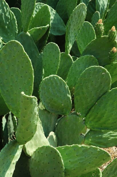 Cactus pad that is grown in dry conditions