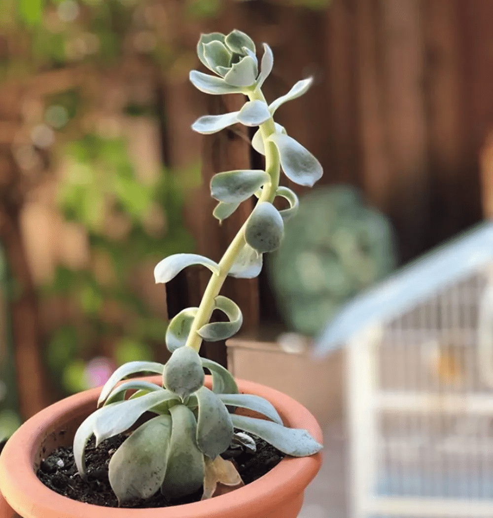 A low light succulent in a pot with bright indirect light and common problems