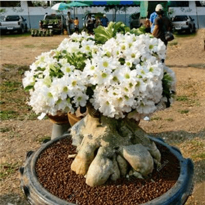 A desert rose with white flowers in a rock garden