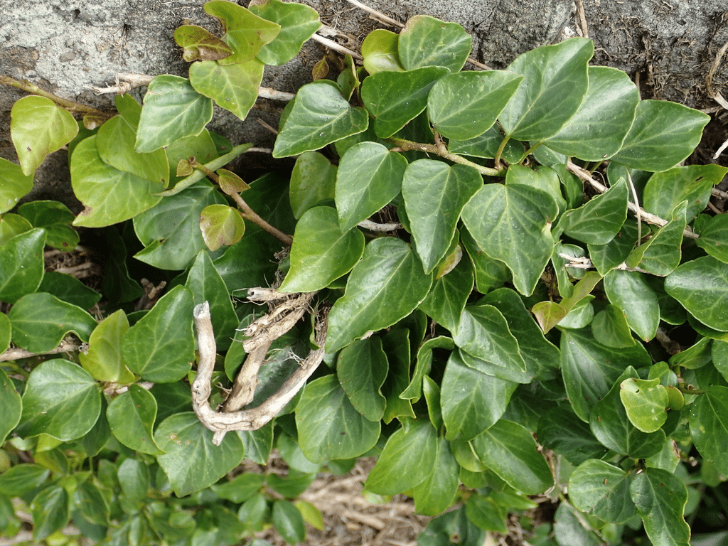 Japanese ivy plant