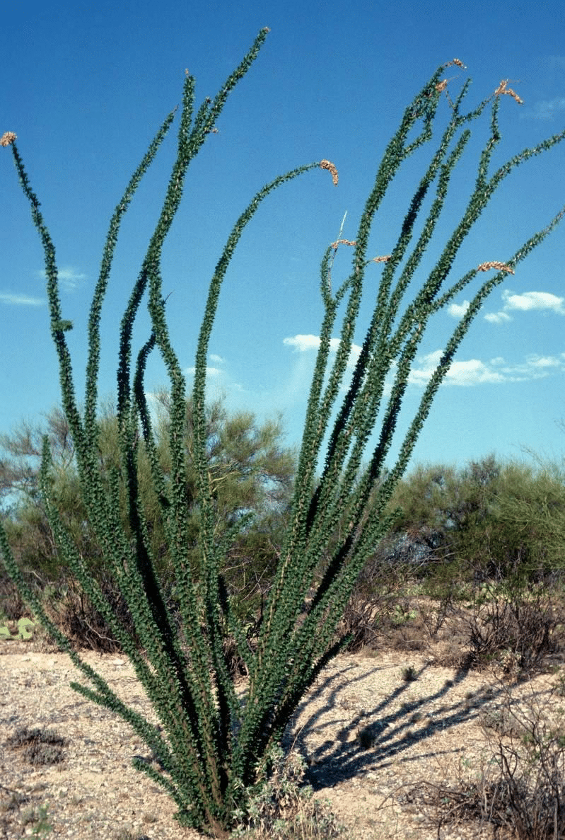Ocotillo is a tall succulent for dry climates