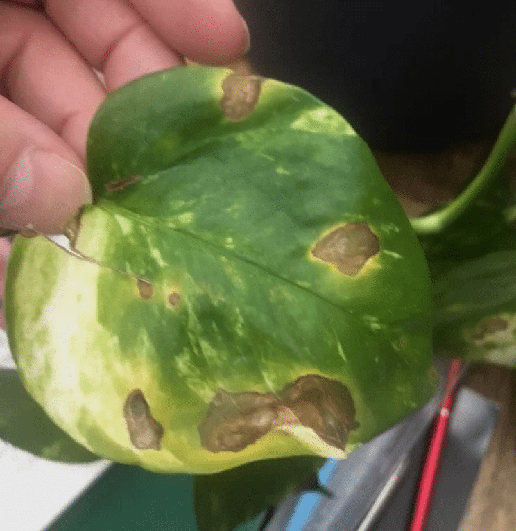 Pothos leaf turning yellow from bacterial leaf spot