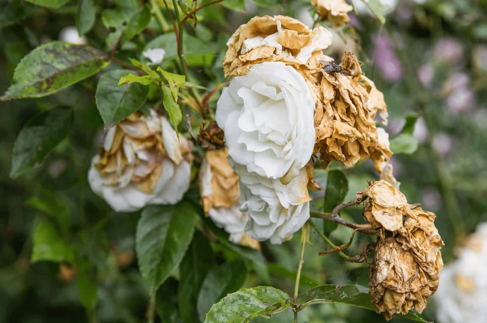 A rose bush with too much nitrogen in the soil
