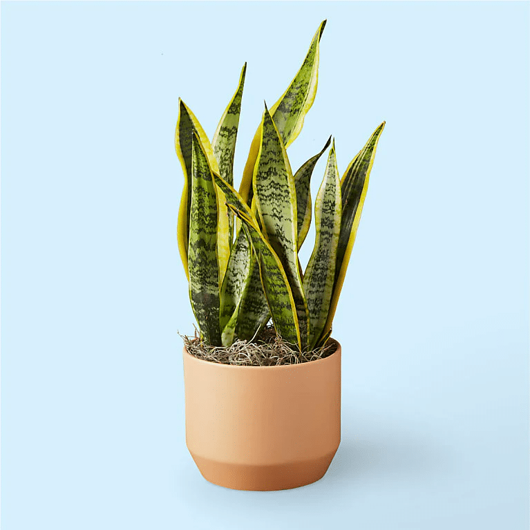 Snake plant in a pot