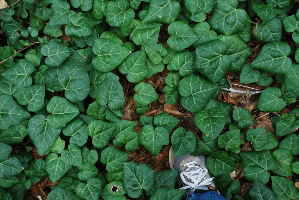 Persian ivy leaves