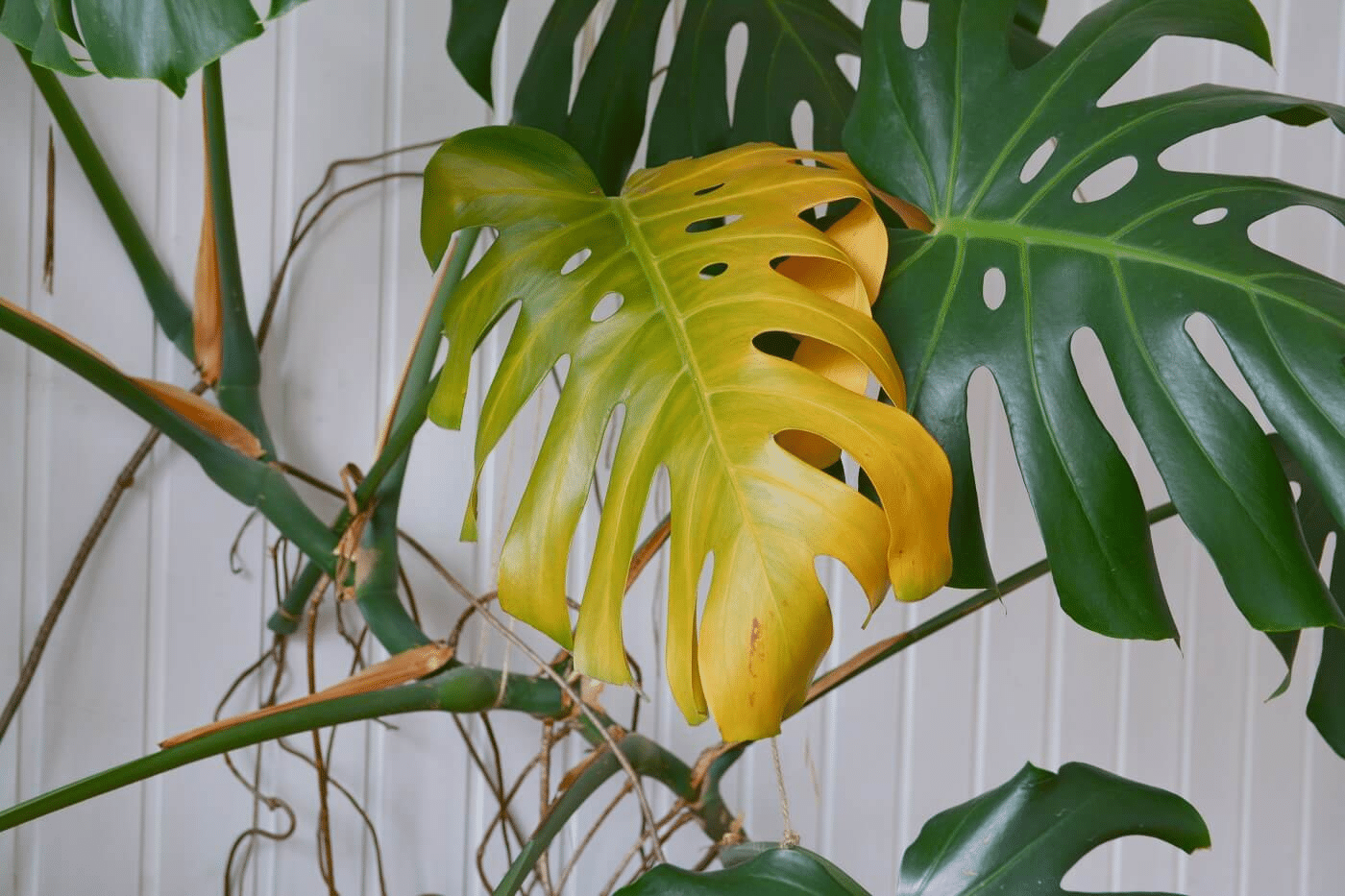 Curled Monstera leaves, showing signs of monstera leaves curling and in need of revival.