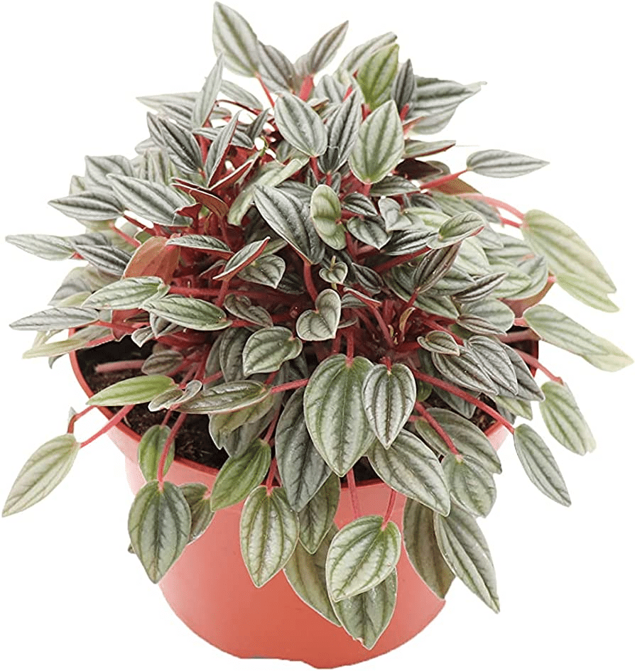 A peperomia rosso plant