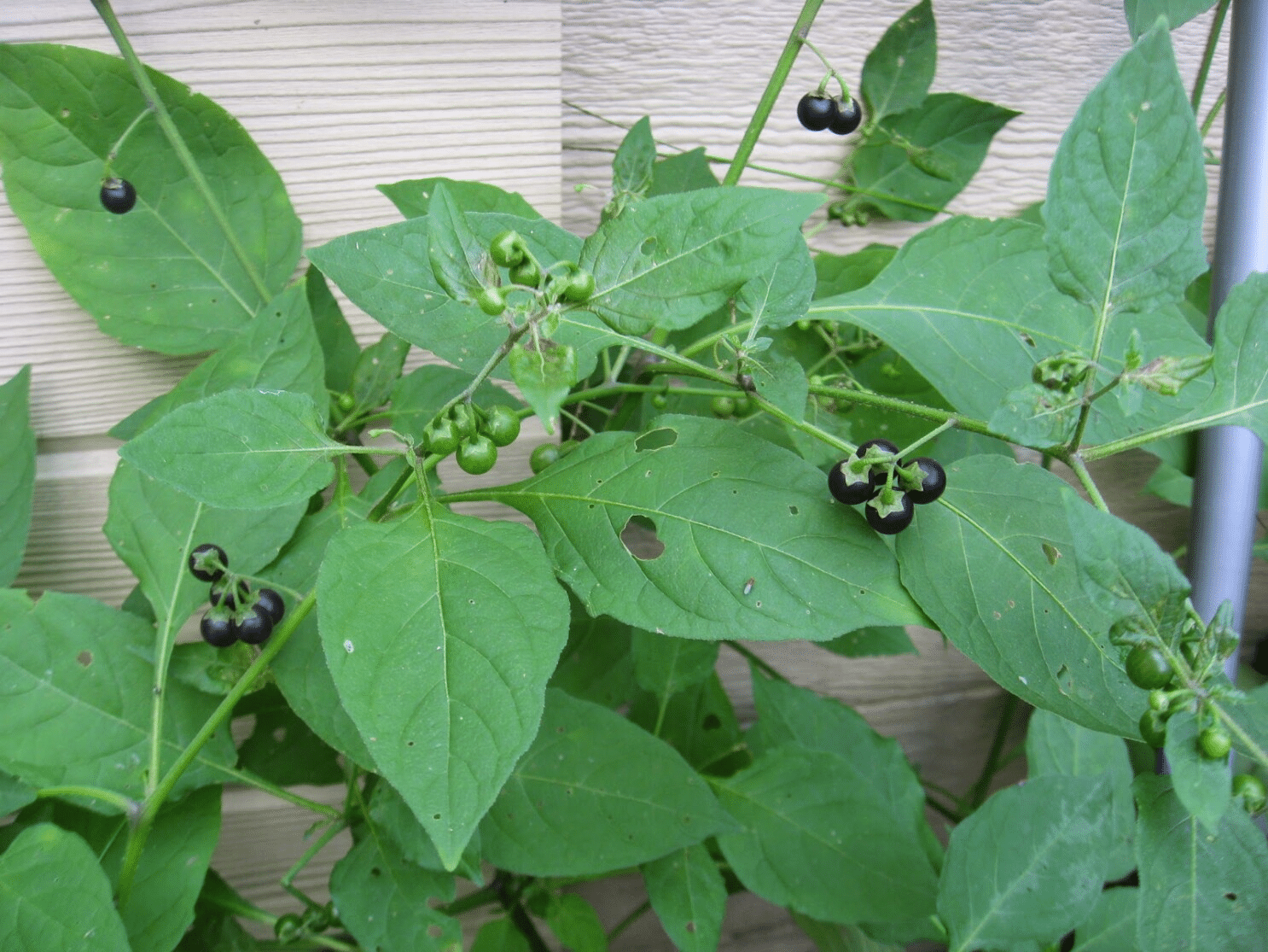 Garden with blueberry plants and other plants to avoid