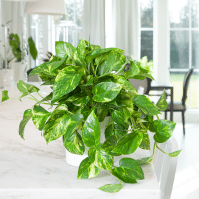 Why Are My Pothos Leaves Turning Yellow? Solutions and Prevention Tips