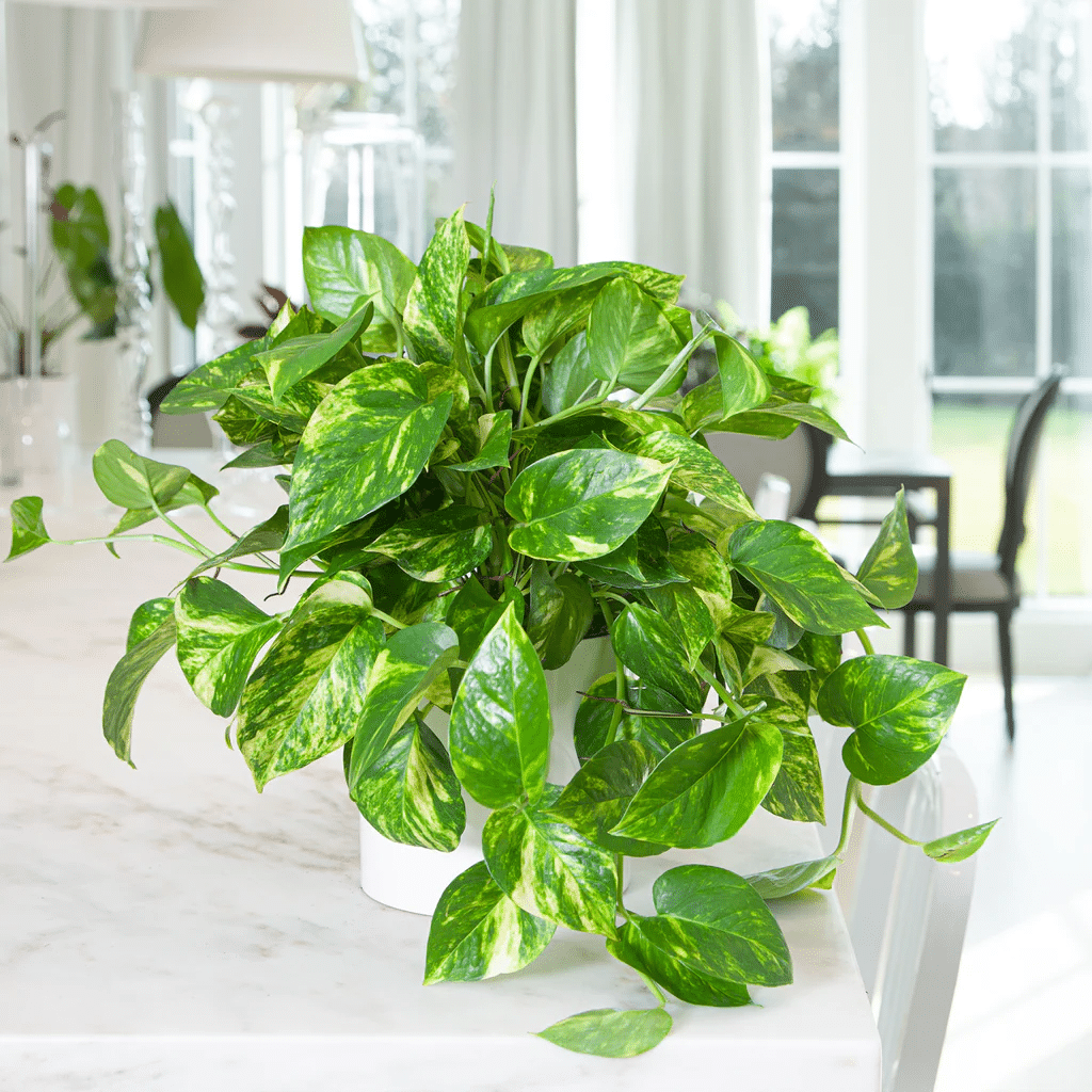 Pothos plant with green leaves and vines