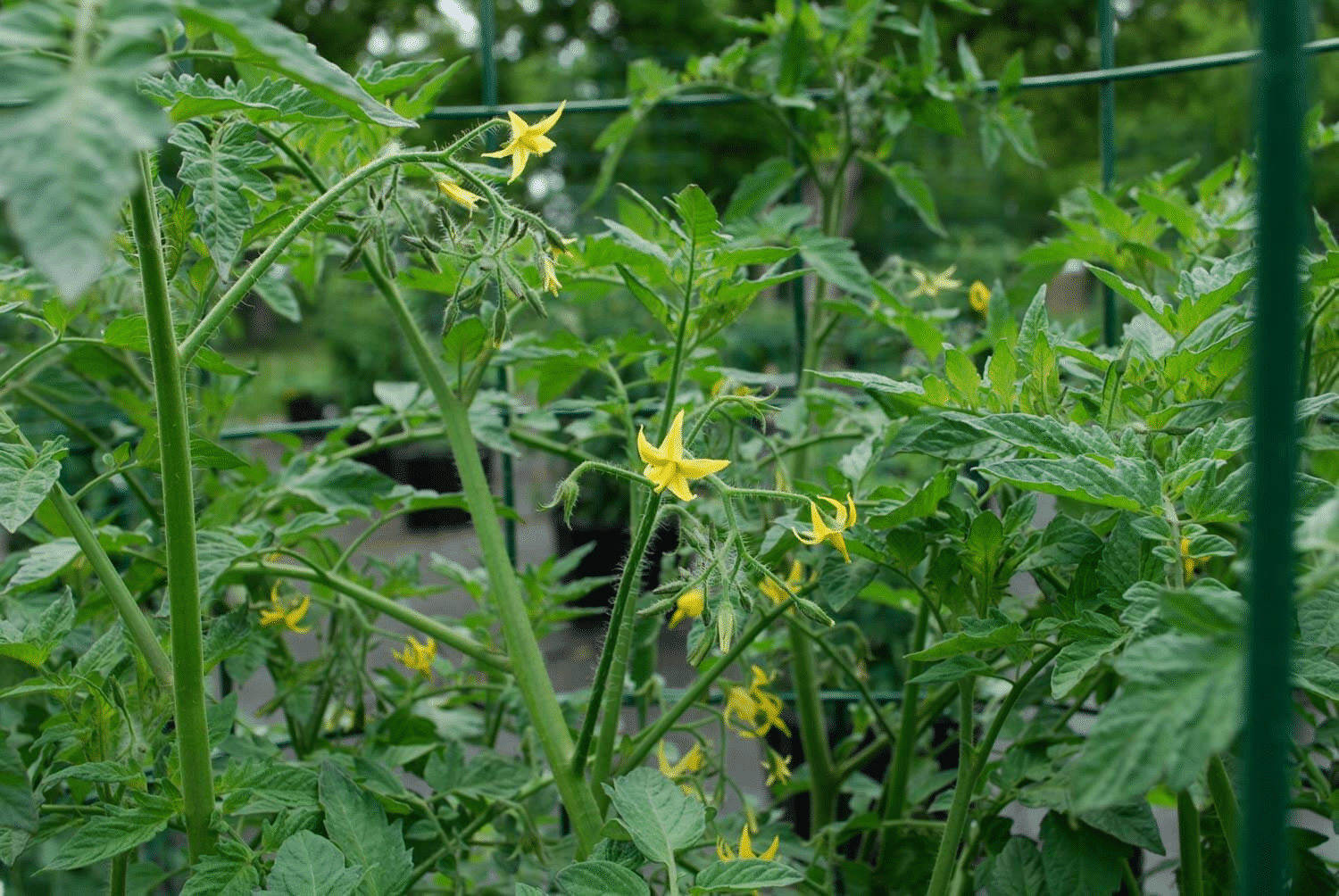 Tomato plants with healthy leaves and no aphids