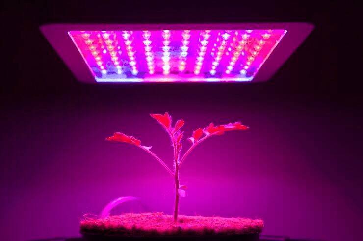 A hydroponic system with grow lights and nutrient solutions