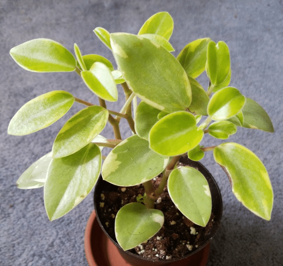 A peperomia orba plant with round leaf peperomia leaves in direct sunlight