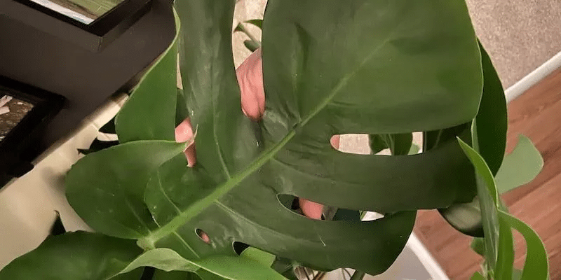 A Monstera plant with curling leaves and a balanced fertilizer