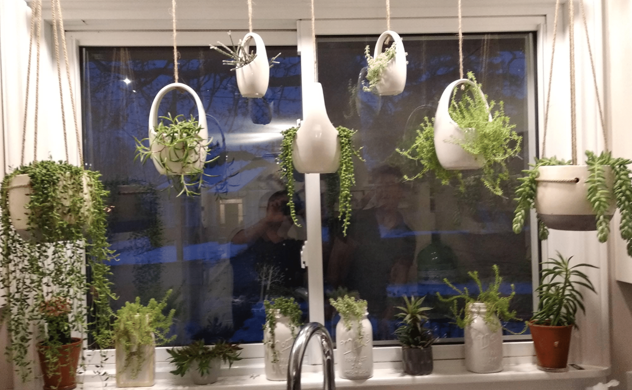 Succulent plants with bright indirect light and creative display