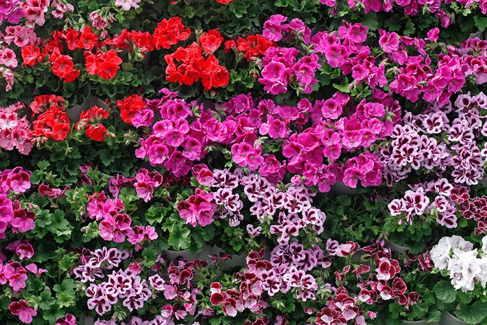 A garden of hardy geraniums blooming in the early summer