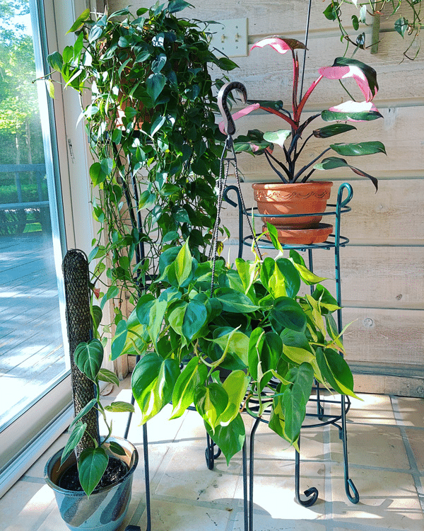 A dark green climbing philodendron with silver sword philodendron and philodendron erubescens in bright indirect light