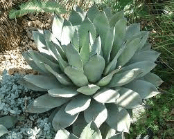 Diverse plant type for drought tolerant garden