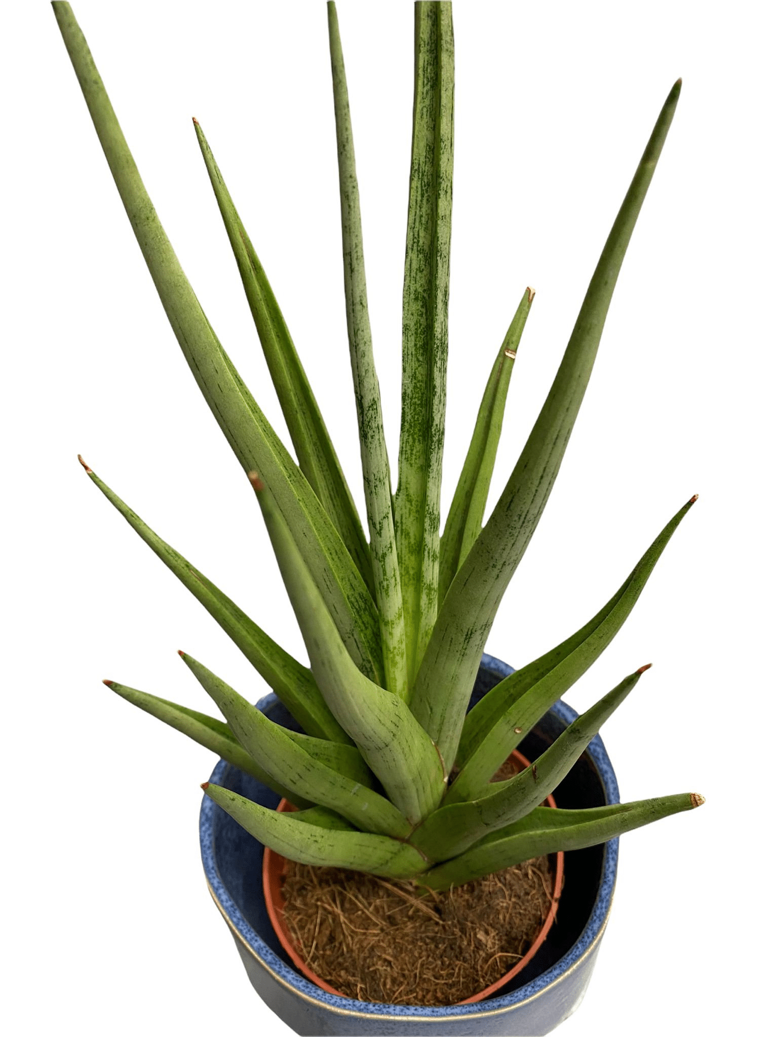 Sansevieria gracilis plant