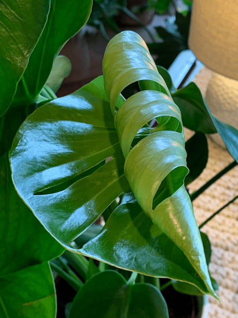 A Monstera plant with curling leaves
