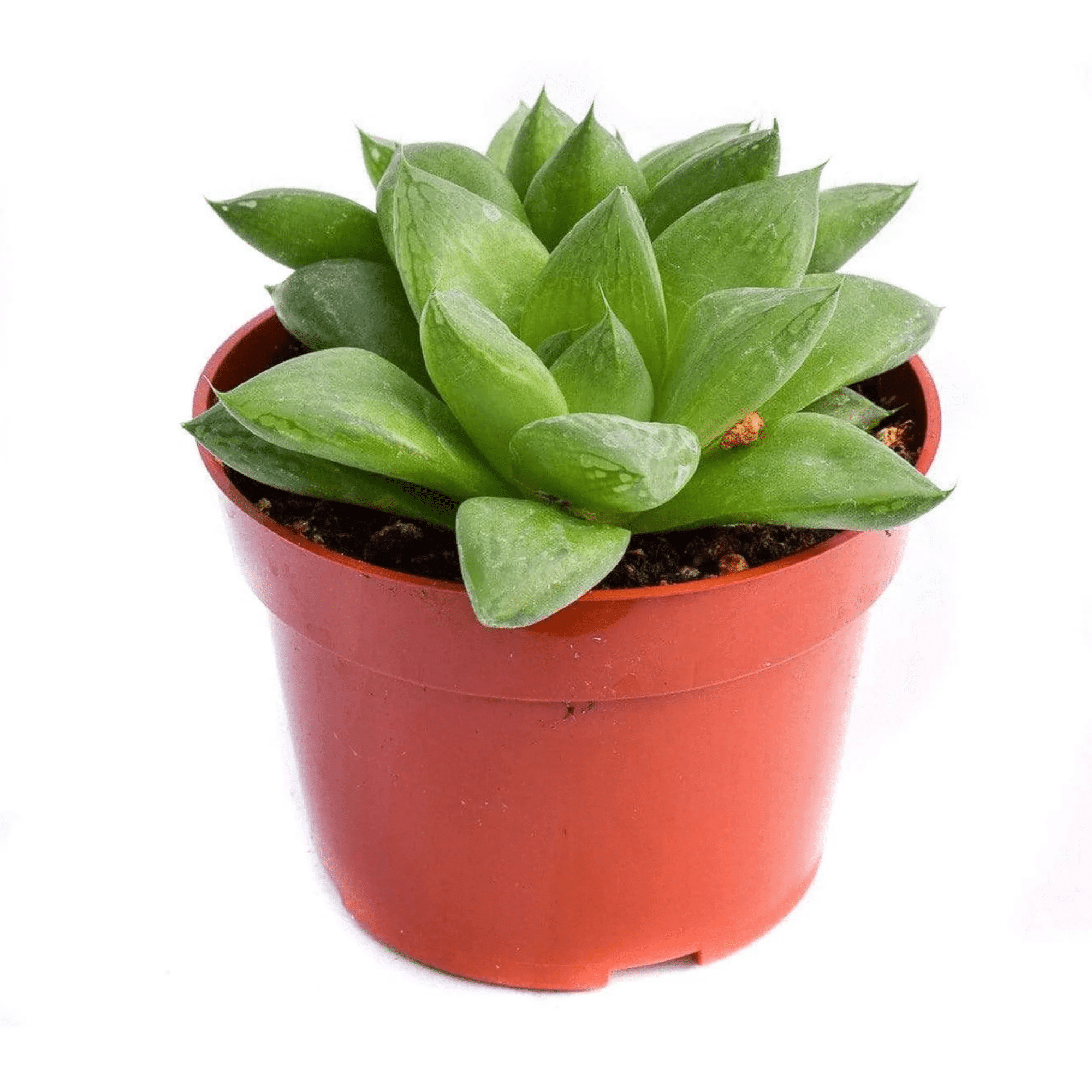 Windowpane succulent plant