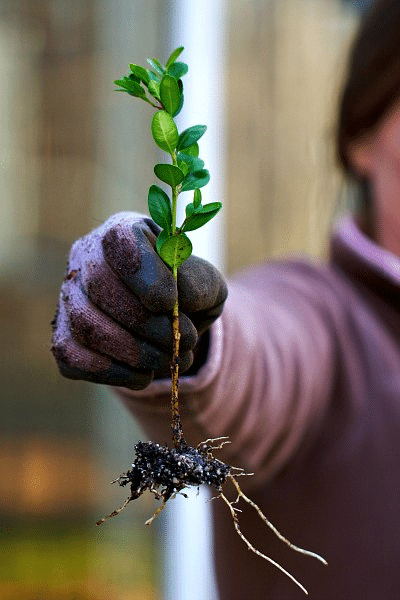 Person holding a plant with mistakes to avoid when using rooting hormone