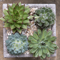 The Best Low Light Succulents for Your Home in 2023