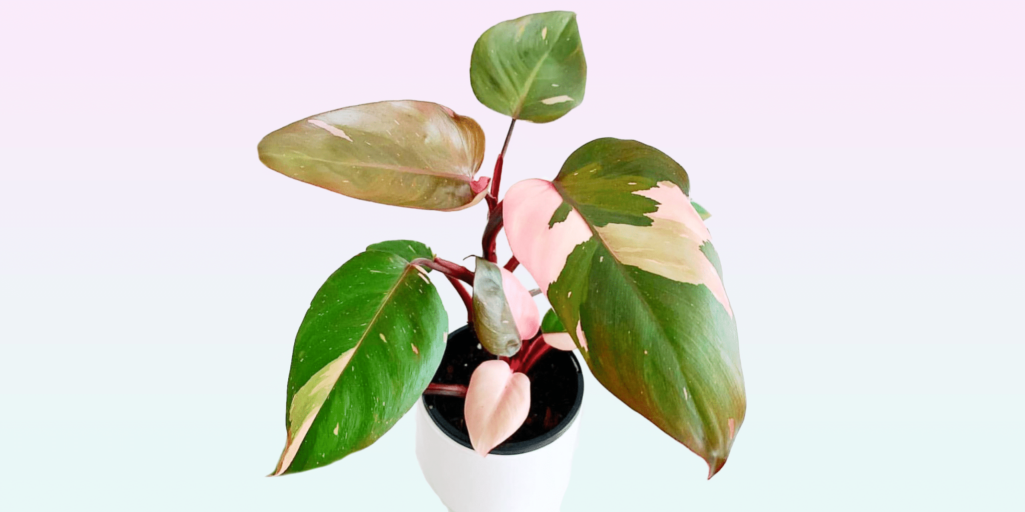 A rare blushing philodendron with trailing plant