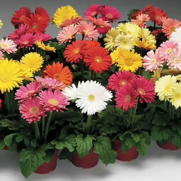 A variety of Gerbera Daisies in different colors