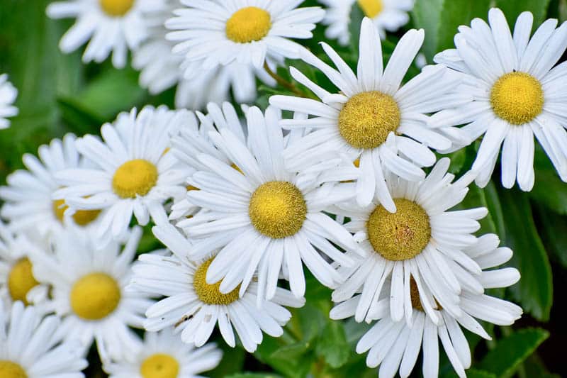 A variety of Lesser-Known Daisy Varieties in different colors