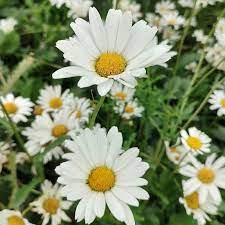 A bright yellow Oxeye Daisy with white petals