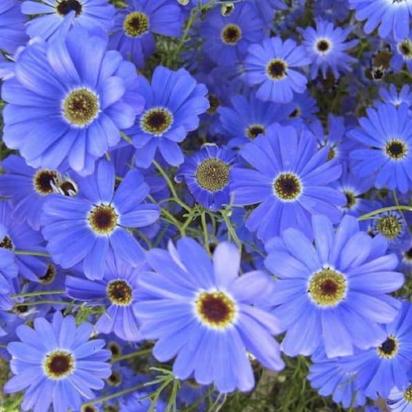 A Swan River Daisy with bright blue petals and a white center