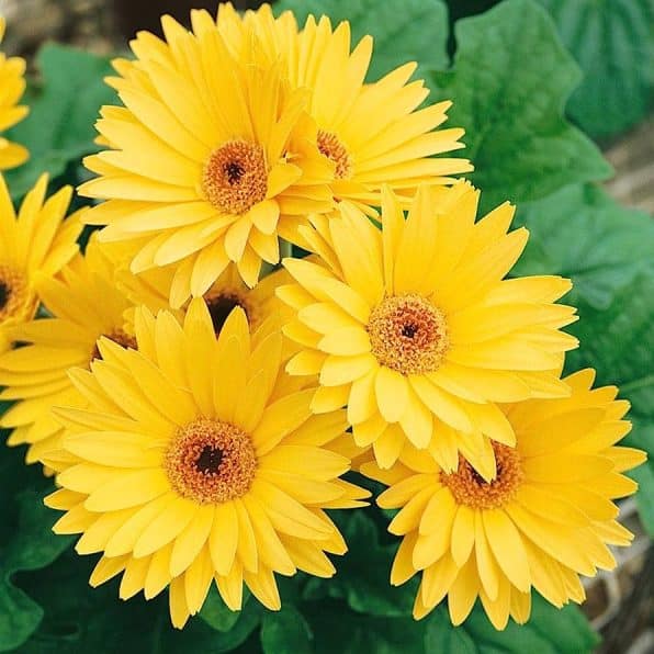 A bright yellow Gerbera Daisy with showy petals