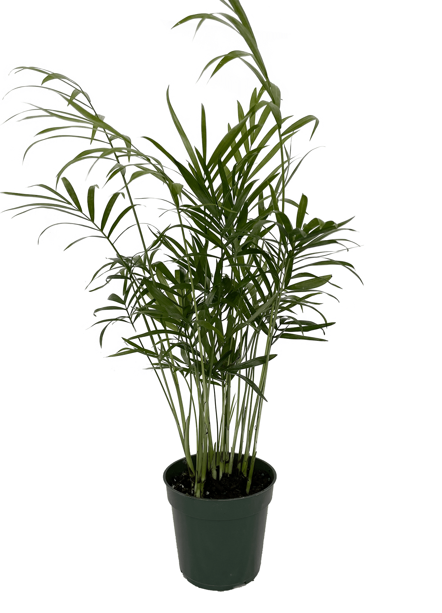 A parlor palm in low light conditions
