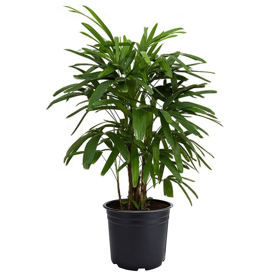 A lady palm in a indoor tropical paradise